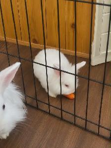 nos petite boule de poils surprise - Photo 2
