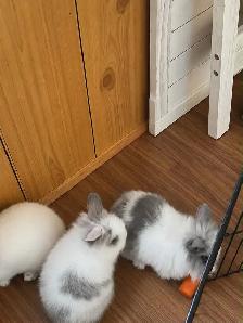 nos petite boule de poils surprise - Photo 3