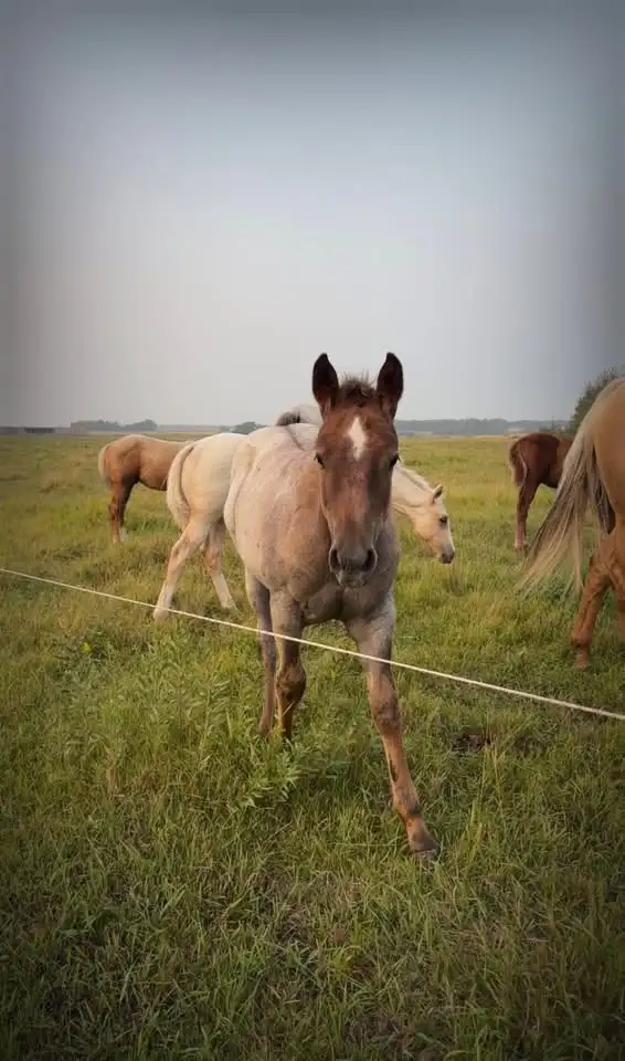 AQHA YEARLINGS