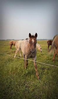 AQHA YEARLINGS
