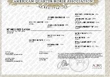 AQHA YEARLINGS - Photo 2