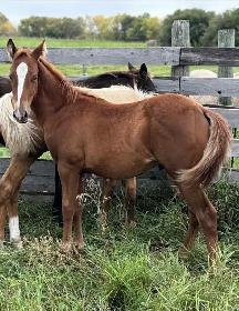 AQHA YEARLINGS - Photo 3