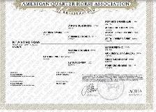 AQHA YEARLINGS - Photo 4