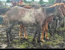 AQHA YEARLINGS - Photo 5