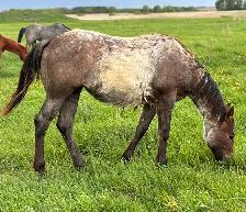 AQHA YEARLINGS - Photo 6