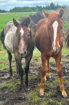 AQHA YEARLINGS - Photo 7