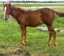 AQHA YEARLINGS - Photo 8