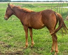 AQHA YEARLINGS - Photo 9