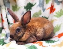 lapin mini-rex (hypoallergene) - Photo 2