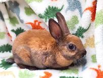 lapin mini-rex (hypoallergene) - Photo 4
