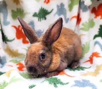 lapin mini-rex (hypoallergene) - Photo 5