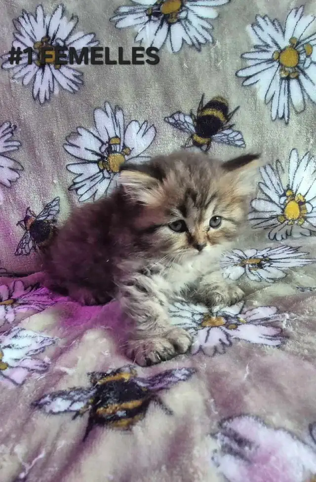 Chaton Scottish fold -  Mixe  514-501-9810
