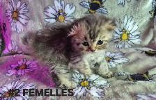 Chaton Scottish fold -  Mixe  514-501-9810 - Photo 4