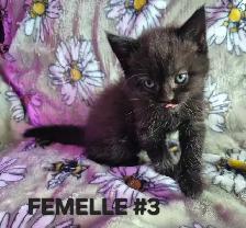 Chaton Scottish fold -  Mixe  514-501-9810 - Photo 6
