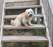 Purebred Male Havanese – 3.5 Yrs, Friendly & Energetic - Photo 2