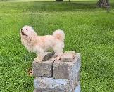 Purebred Male Havanese – 3.5 Yrs, Friendly & Energetic - Photo 3