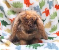 Lapin mini-bélier X bélier hollandais