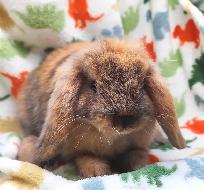Lapin mini-bélier X bélier hollandais - Photo 2