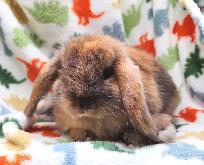 Lapin mini-bélier X bélier hollandais - Photo 3
