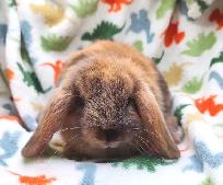 Lapin mini-bélier X bélier hollandais - Photo 4