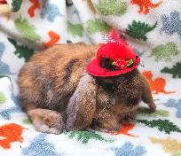 Lapin mini-bélier X bélier hollandais - Photo 5