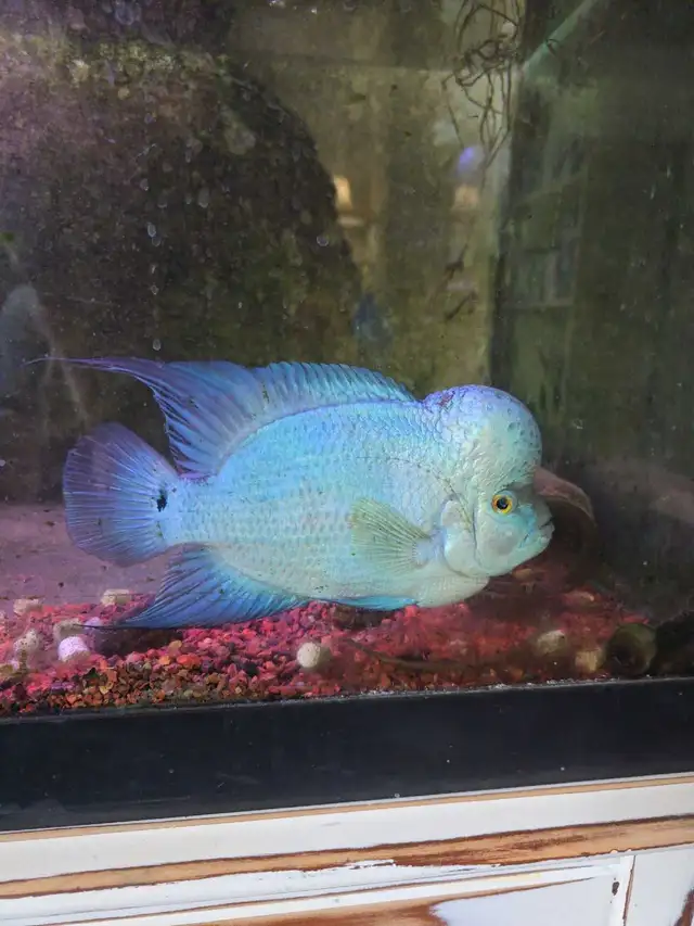 Blue Thai Silk flowerhorn cichlid fish tank aquarium