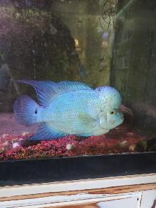 Blue thai silk flowerhorn cichlid fish aquarium tank