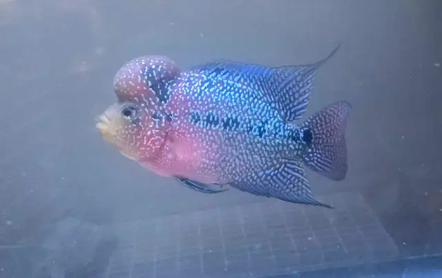 AAA KAMFA flowerhorn cichlid fish aquarium tank