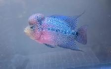 AAA KAMFA flowerhorn cichlid fish aquarium tank