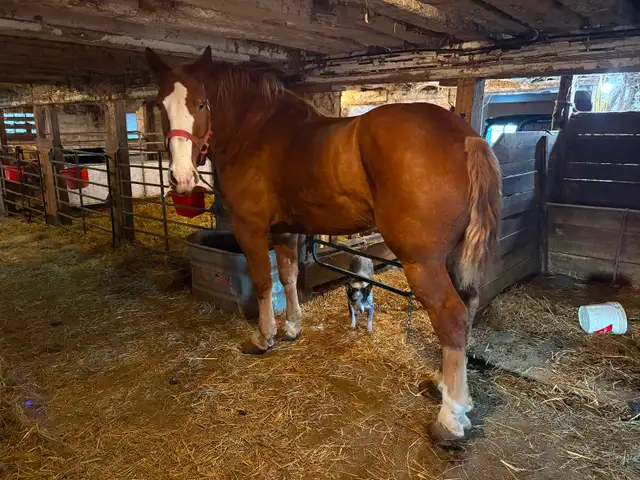 Belgian Gelding