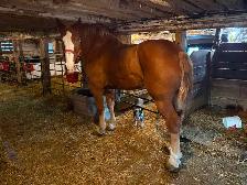 Belgian Gelding