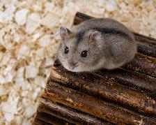 Dwarf Hamster Babies (friendly & social)