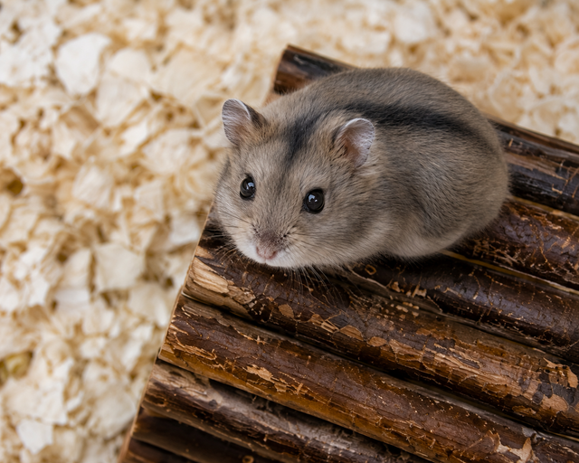 Dwarf Hamster Babies (friendly & social)