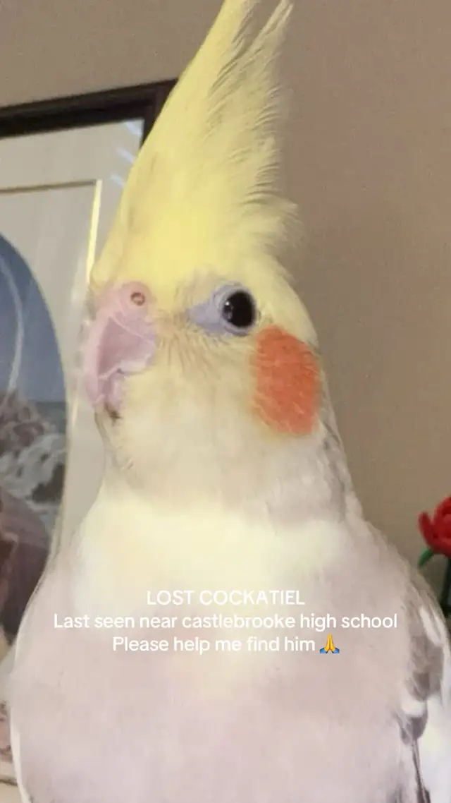 MISSING BIRD!!