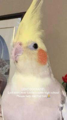 MISSING BIRD!!