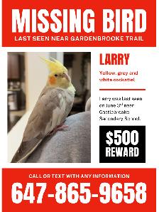 MISSING BIRD!! - Photo 2