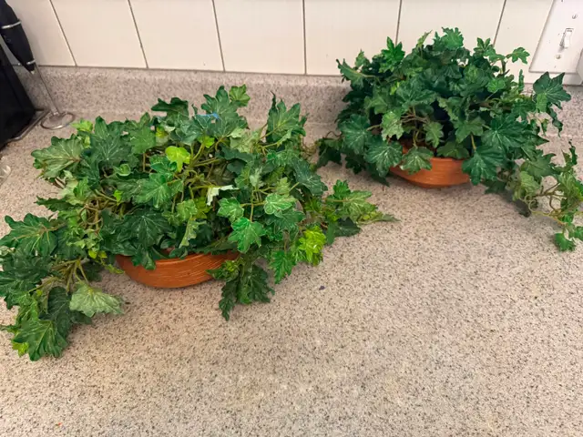 Two Beautiful silk ivy plants in clay pots