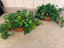 Two Beautiful silk ivy plants in clay pots