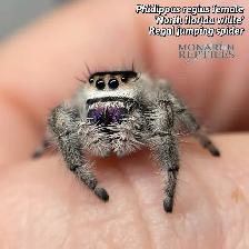 JUMPING SPIDERS / PHIDIPPUS REGIUS