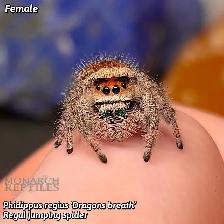 JUMPING SPIDERS / PHIDIPPUS REGIUS - Photo 2