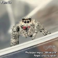 JUMPING SPIDERS / PHIDIPPUS REGIUS - Photo 3