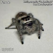 JUMPING SPIDERS / PHIDIPPUS REGIUS - Photo 6