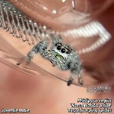 JUMPING SPIDERS / PHIDIPPUS REGIUS - Photo 7