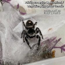 JUMPING SPIDERS / PHIDIPPUS REGIUS - Photo 9