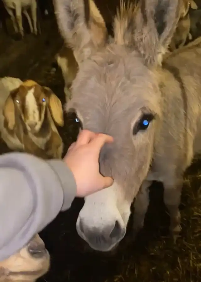 miniature male donkey