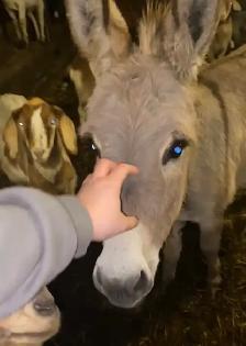 miniature male donkey