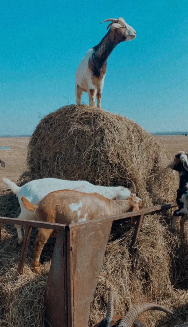 billy goat