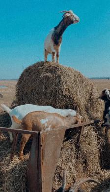 billy goat