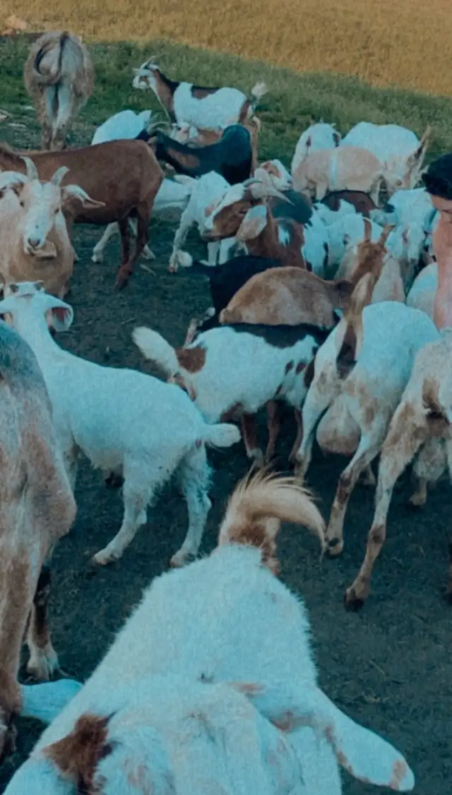 wether goats
