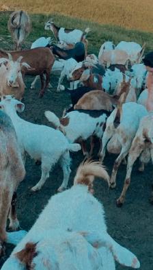 wether goats